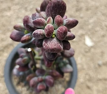 Cotyledon orbiculata cv variegated 07032 1