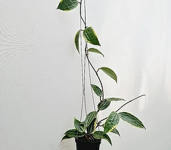 Hoya carnosa // 60 1