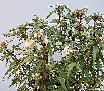 Begonia - 1