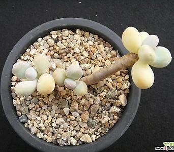 Pachyphytum cv mombuin 0703 1