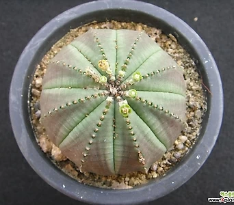 Euphorbia obesa (Baseball Plant) 0703 1