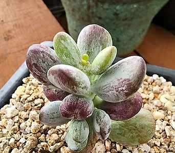 Cotyledon orbiculata cv variegated 26   703 1