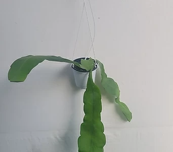 플랜테리어 립살리스 후커리 수입식물 공중식물 40-60cm 75 1
