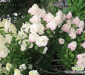 유럽목수국 폴라베어 18cm포트  목수국  유럽수국  월동수국  여름꽃  수국나무 화이트꽃  꽃보러가자 1