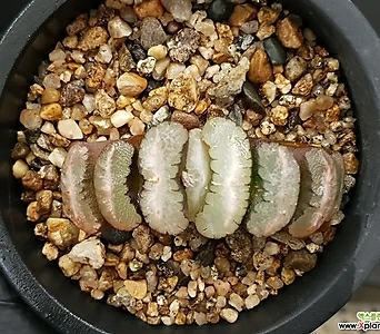 Cotyledon orbiculata var. oophylla玉扇(중묘)63- 63-85 1