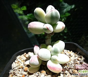 Cotyledon orbiculata cv variegated 0704-1 1