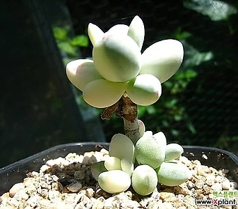 Cotyledon orbiculata cv variegated 0704-2 1