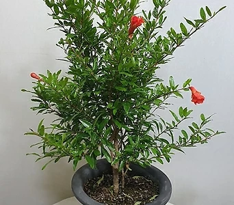 꽃석류나무 1