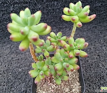 Sedum pachyphyllum -701 1