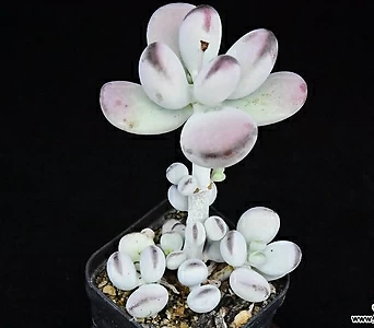 Cotyledon orbiculata cv 465 1