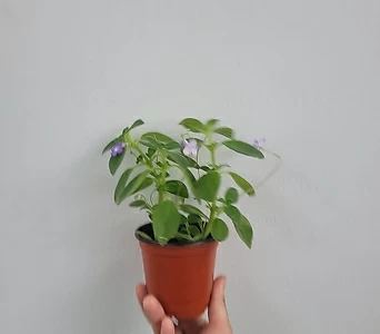 Streptocarpus Saxorum 10-25cm 39 1