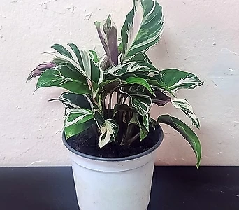 칼라데아 퓨전화이트 12cm 고급식물 무늬종식물 25 1