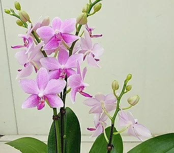 Phalaenopsis 3 1