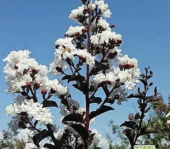 친구식물 배롱나무 3종 모음 택 1 -빨강꽃 하양꽃 1