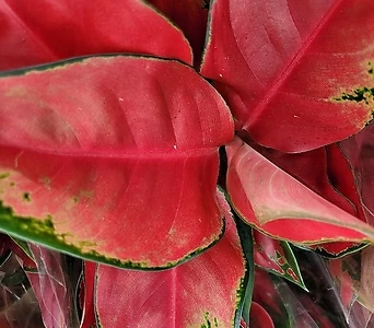 붉다 붉어 아글레오네마 지리홍 실내식물 공기정화식물 수경재배 엑스플랜트 엑플 1
