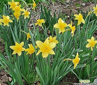 (구근) 미니 수선화 (테테아테테)   6구 노랑수선화 구근 봄에 향기가 좋은 꽃이 피는 수선화 구근 1