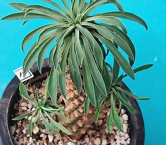 Euphorbia hypogaea  1