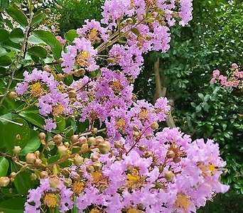 베롱나무 정원수-백일홍-여름에 3개월동안 꽃피는 나무-높이 200센치-동일품배송 1