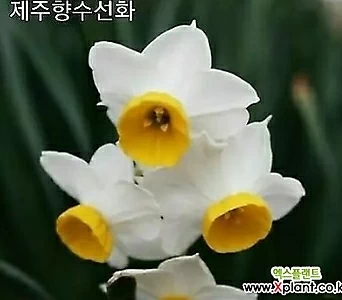 1구)금잔옥대 제주향기수선화 구근 봄에 향기가 좋은 꽃이 피는 수선화 구근 1