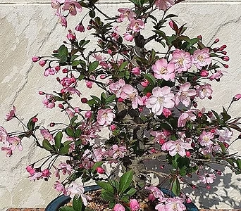 수사해당 7번-나무 중 가장 예쁜꽃나무-동일품배송 1