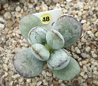 Cotyledon orbiculata cv variegated  1