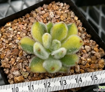 Echeveria setosa Hybrid - 1