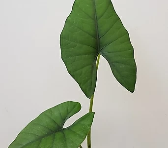 [엄청큰 잎] 알로카시아 sp / 동일품배송 1