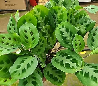 마란타.대자사이즈.무늬잎.예뻐요.공기정화식물.베란다에서 키우기 좋은 식물.희귀식물.인기상품. 1