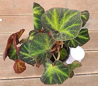 솔리무타타.무늬잎.예뻐요.공기정화식물.베란다에서 키우기 좋은 식물.희귀식물.인기상품. 1