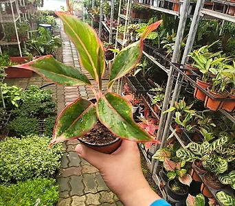 반려식물 관엽식물 아글레오네마 오로라 소품 10-25cm 32 1