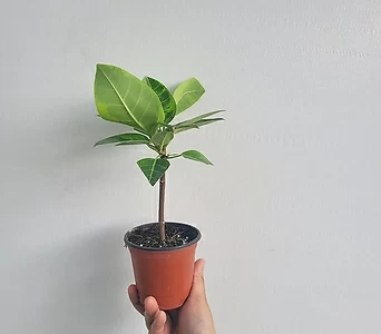 Ficus elastica 15-30cm 35 1