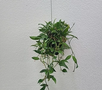 행잉플랜트 공중식물 라쿠노사 수입호야 30-50cm 79 1