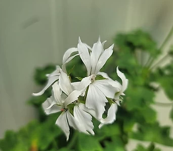 Pelargonium(Geranium)  1
