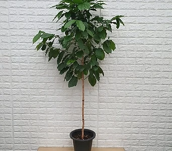커피나무 대품48 - 공기정화식물 1