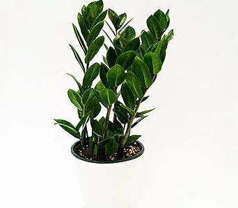 Zamioculcas zamiifolia /  / , , , 1