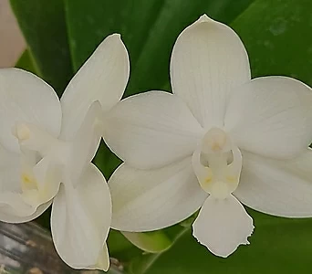 Phalaenopsis .B22.Phal.Tzu Chiang Chrisna..... 1