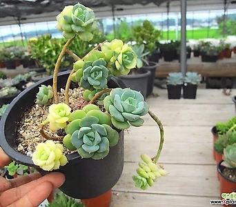 Echeveria nicksana 02321 Variegated - Xplant