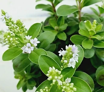 미니헤베 흰꽃 1