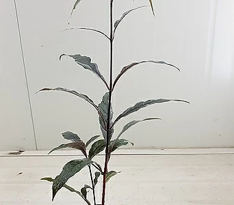 저스티시아 고무나무 1