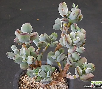 Cotyledon orbiculata cv variegated 1  X072416 1