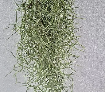 굵은잎 수염틸란드시아 공중식물 자이언트 수염 40-60cm 99 1