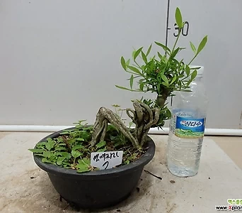 Gardenia jasminoides 7- - 1