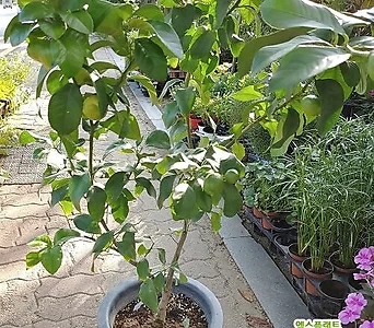 오리지날레몬나무(초대형) 1