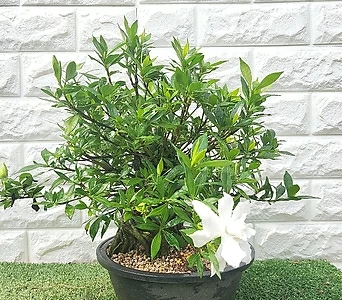 Gardenia jasminoides  1