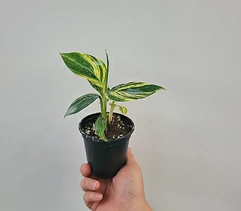 Alpinia zerumbet 15-25cm 88 1