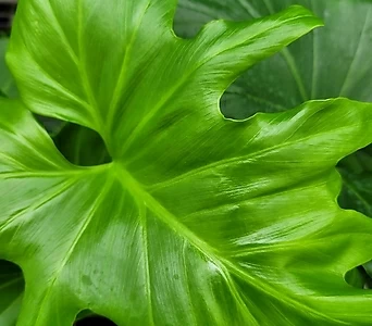 호프셀렘 호프쎌렘 실내식물 인테리어식물 공기정화식물 1
