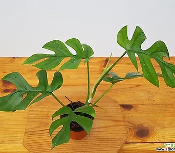 히메몬스테라 미니마몬스테라 ﻿라피도포라 테트라스퍼마 키우기쉬운식물 1