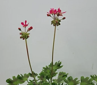 Geranium/Pelargonium  1