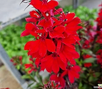 월동 숫잔대 꽃 너무예쁘당 빨강 1