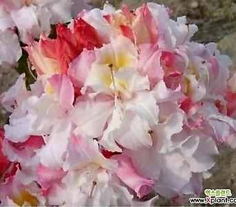 Rhododendron mucronulatum 8- --- 1